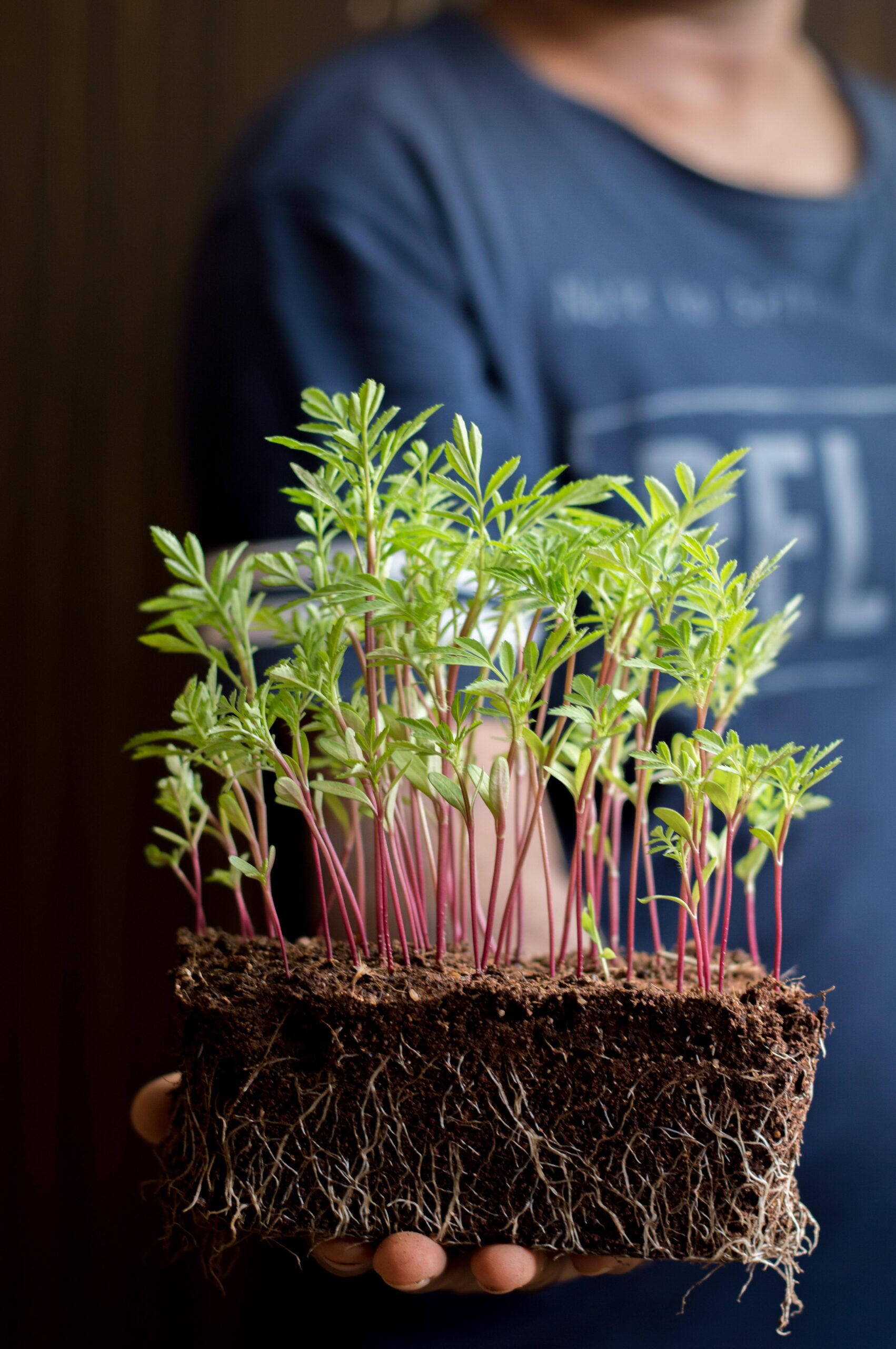 Composting in Small Apartments Tree