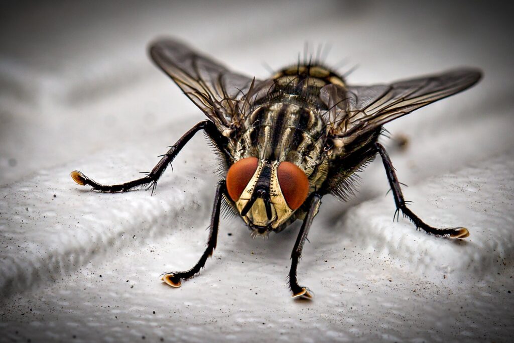 Get Rid of Fruit Flies in Kitchen